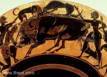 The Calydonian Boar Hunt | Athenian black figure kylix | J. Paul Getty Museum, Malibu 